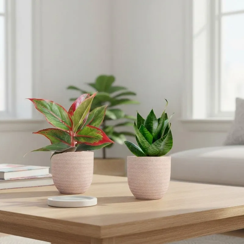 Greenkin Aglaonema Lipstick & Snake Live Plants (Ivory) - Set Of Two media 1
