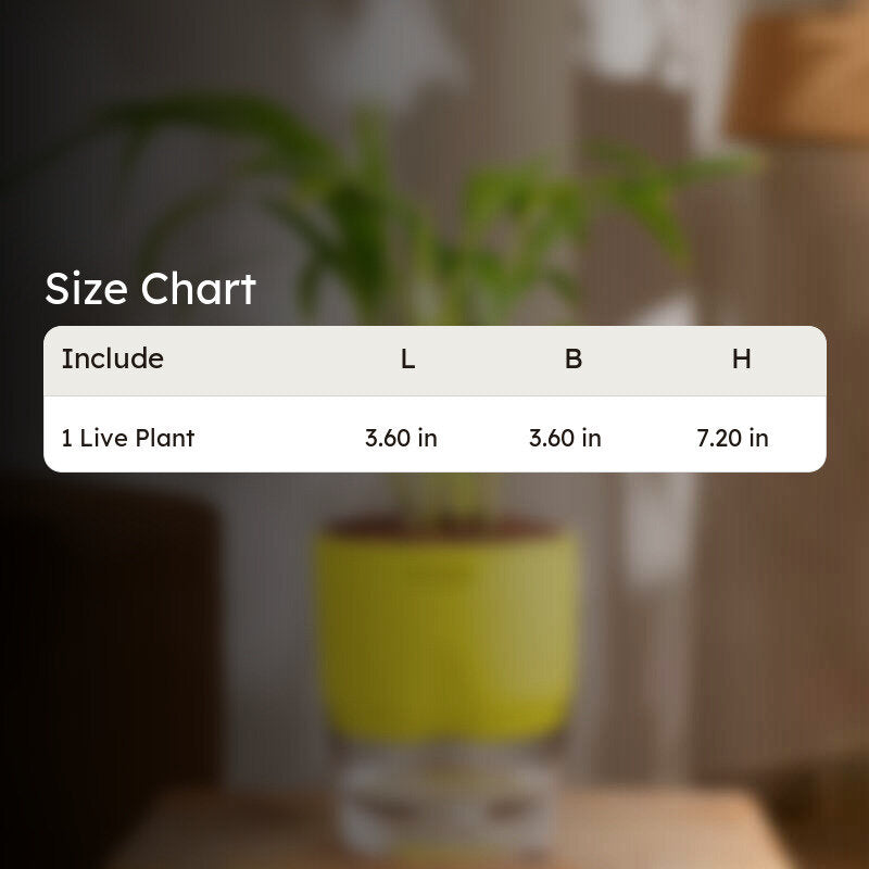 Kyari Areca Palm With Self Watering Pot - Yellow media 8