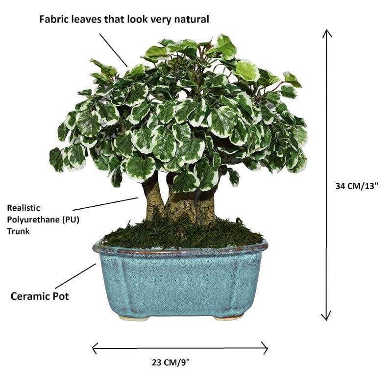 Faux Polyscia Bonsai In Tub Pot - 34 cms media 4