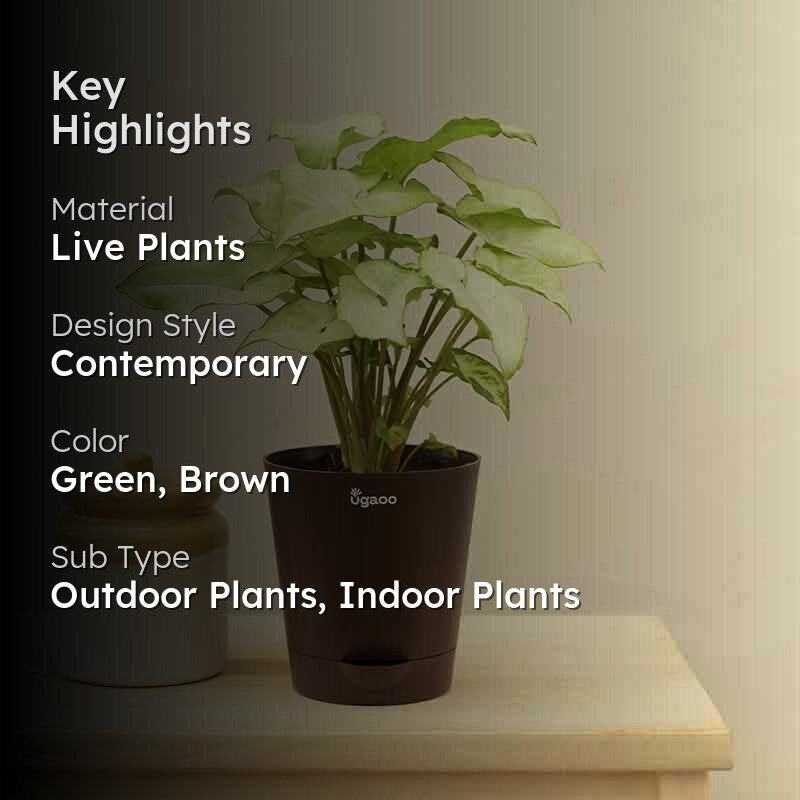 Ugaoo Syngonium White Butterfly Plant media 2