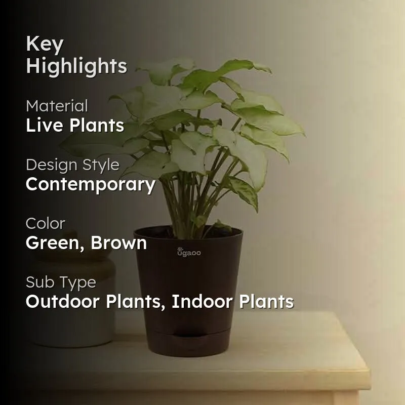 Ugaoo Syngonium White Butterfly Plant media 2