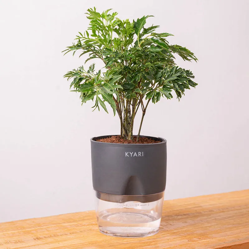 Kyari Aralia Green Plant With Self Watering Pot - Grey media 6