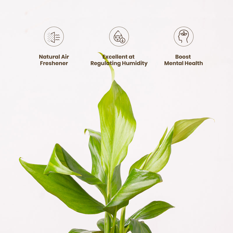 Kyari Peace Lily Plant With Self Watering Pot - White media 4