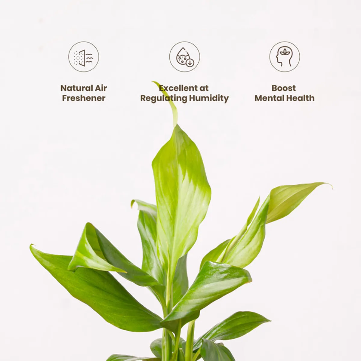 Close view of the peace lily's fresh green leaves