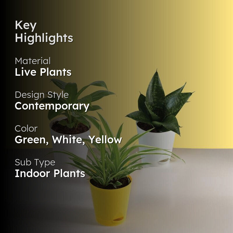 Ugaoo Indoor Air Purifier Plants With Pots - Set Of Three media 2