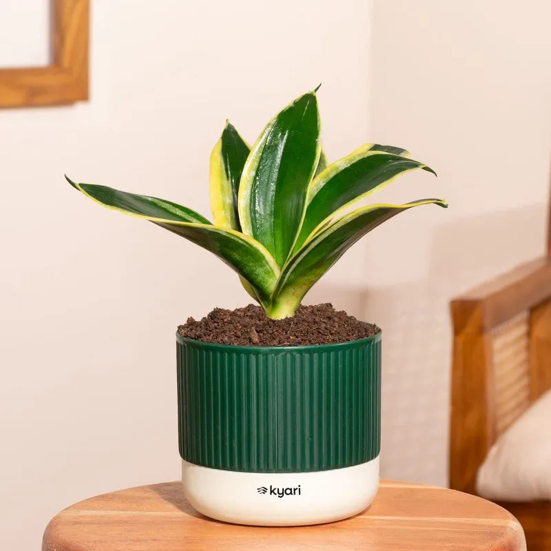 Kyari Golden Hahnii Snake Plant with Self Watering Pot - Green media 1