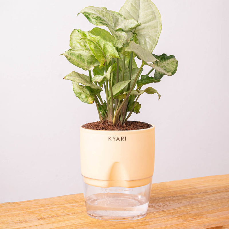 Kyari Syngonium Pixie Plant With Self Watering Pot (Ivory) - 18 cm media 6