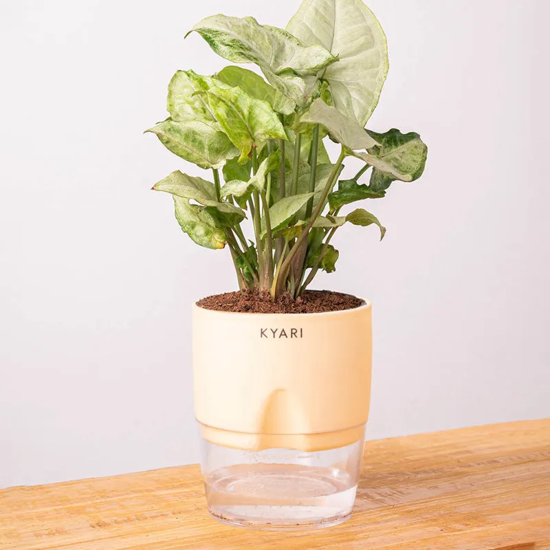 Kyari Syngonium Pixie Plant With Self Watering Pot (Ivory) - 18 cm media 6
