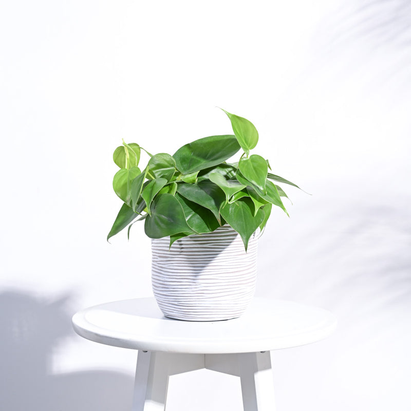 UGAOO Planter Ball Rib - Ivory media 3