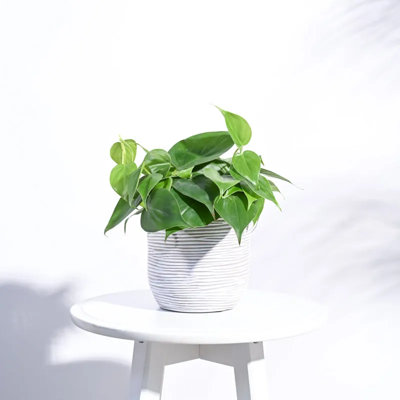 UGAOO Planter Ball Rib - Ivory media 3