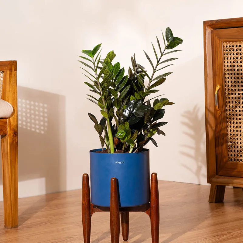 Kyari Black ZZ Plant With Metal Self Watering Pot (Blue) - 2 Feet media 1