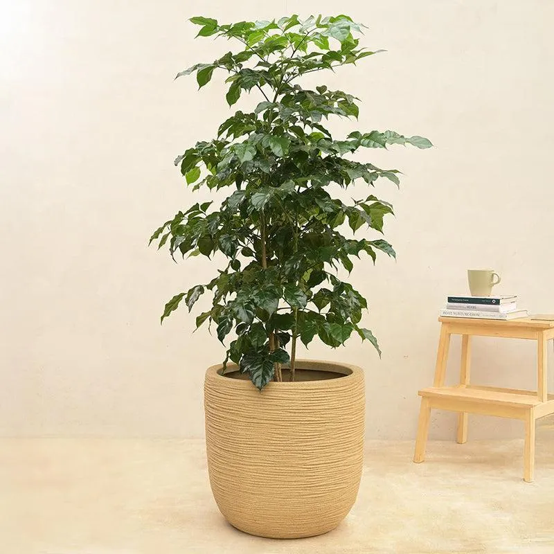 Ugaoo Arcridge Short Plastic Planter - Brown media 3