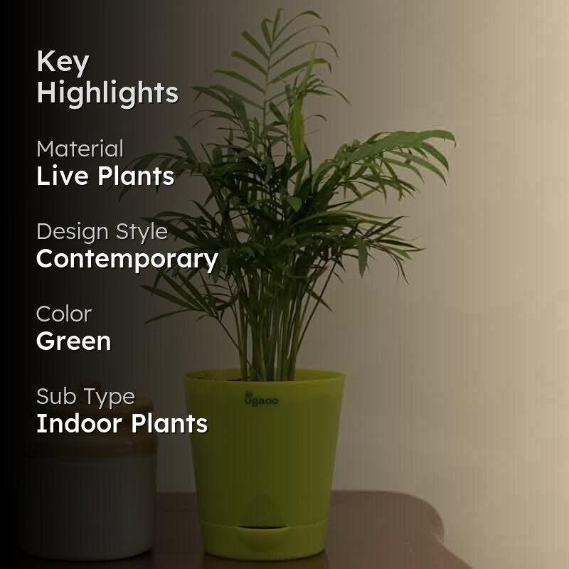 Ugaoo Bamboo Palm Plant media 2