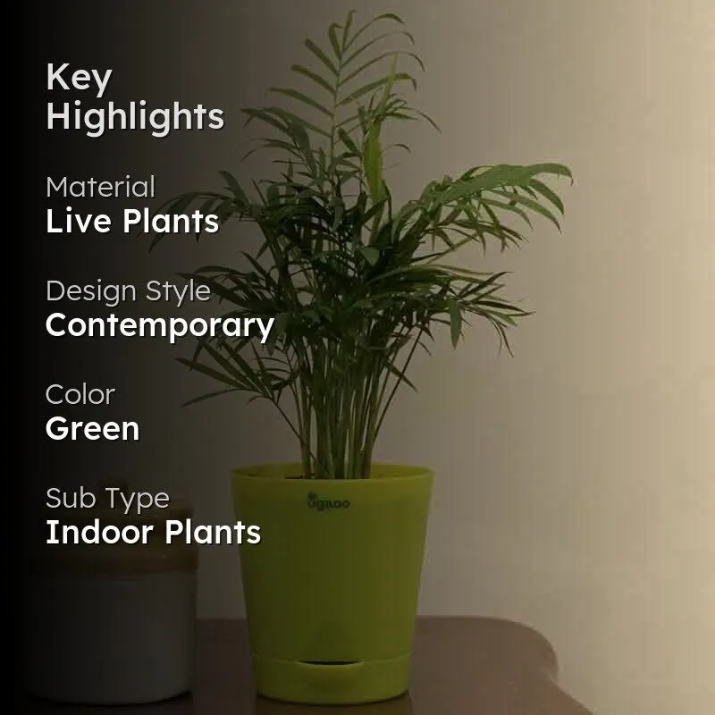 Ugaoo Bamboo Palm Plant media 2
