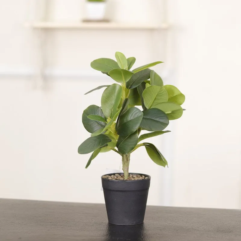 Artificial Green Natural Lookingquercus Leaf Plant With Black Fiber Pot - 1.2 Feet media 5