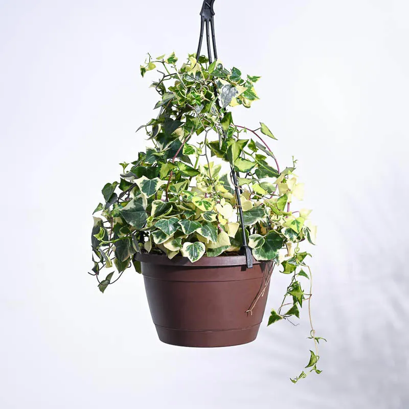 Ugaoo English Ivy Variegated In Hanging Planter media 3