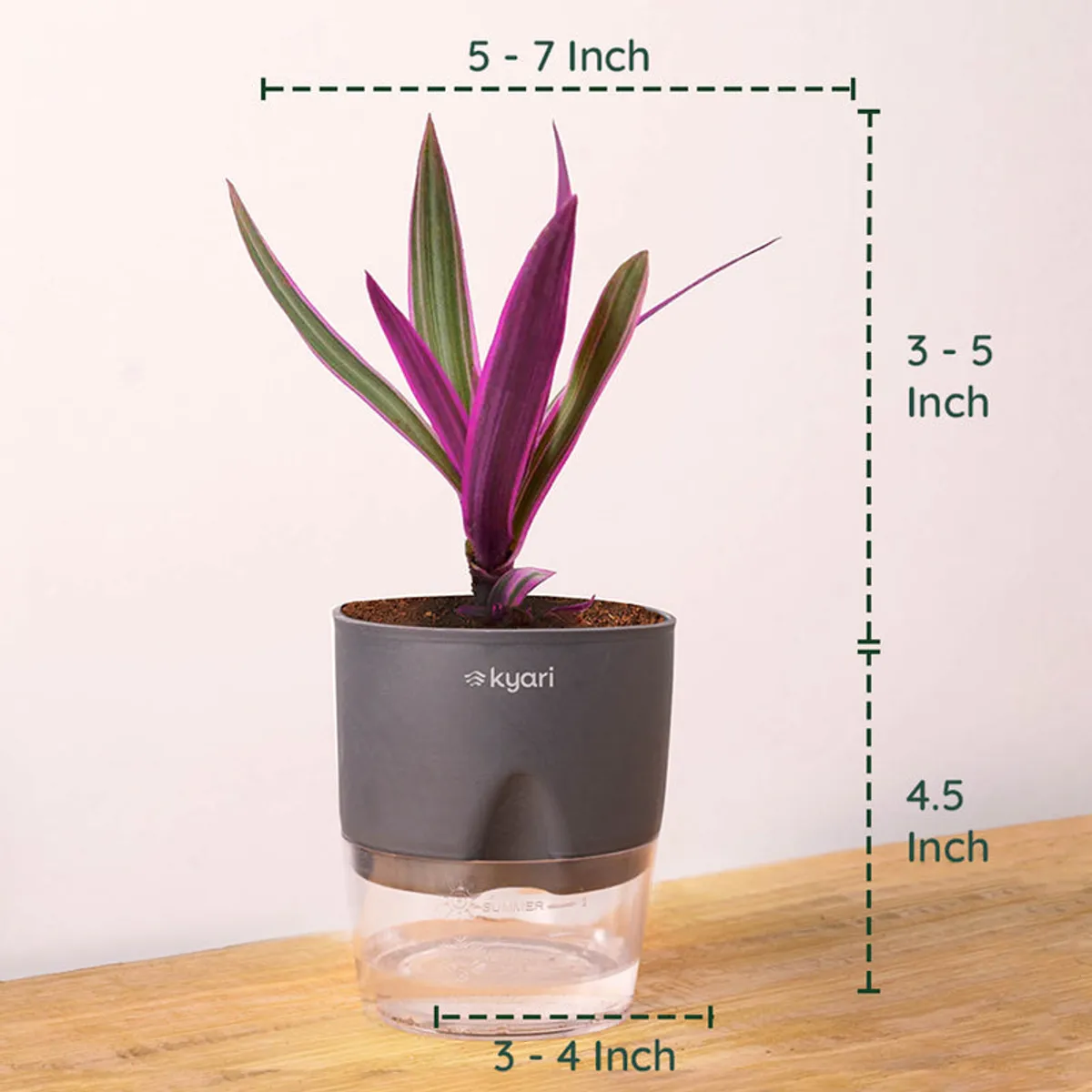 Rhoeo tricolor plant in a grey pot shown on a wooden surface