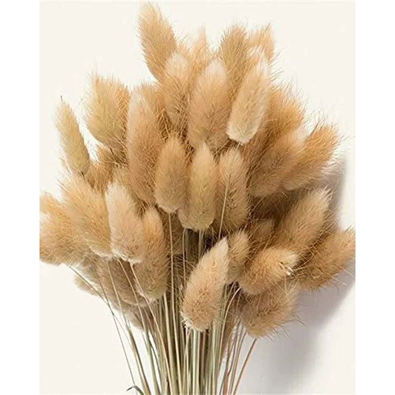 Cloudtail Dried Bunny Tail Stem (Beige) - Set Of Thirty media 5