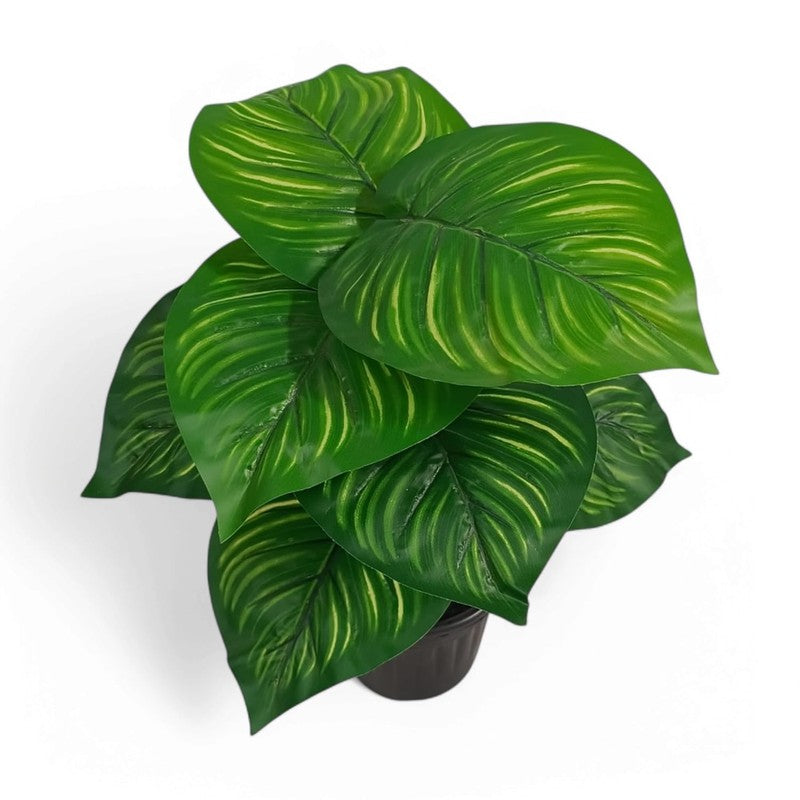 Boty Artificial Calathea Plant With Black Plastic Pot - 1.5 Feet media 8