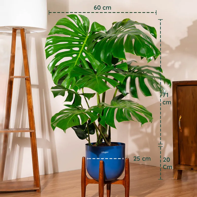 Kyari Monstera Deliciosa Plant With Metal Self Watering Pot (Blue) media 5