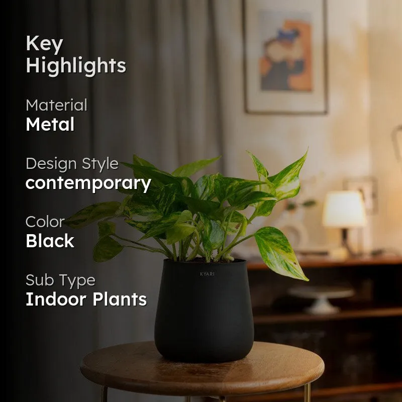 Kyari Money Plant Variegated With Metal Self Watering Pot - Black media 2