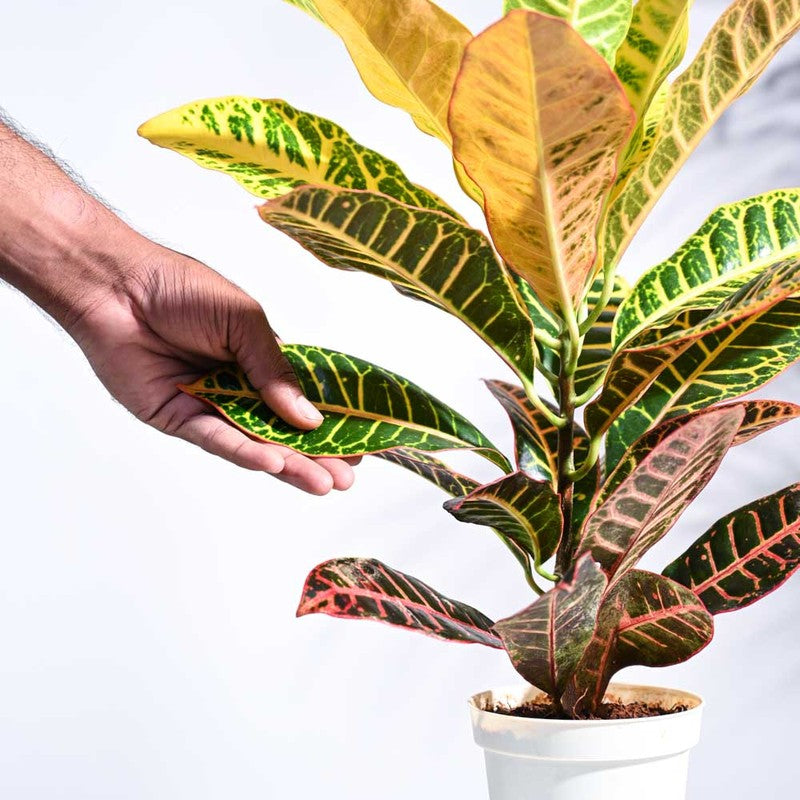 Ugaoo Croton Petra Plant media 4