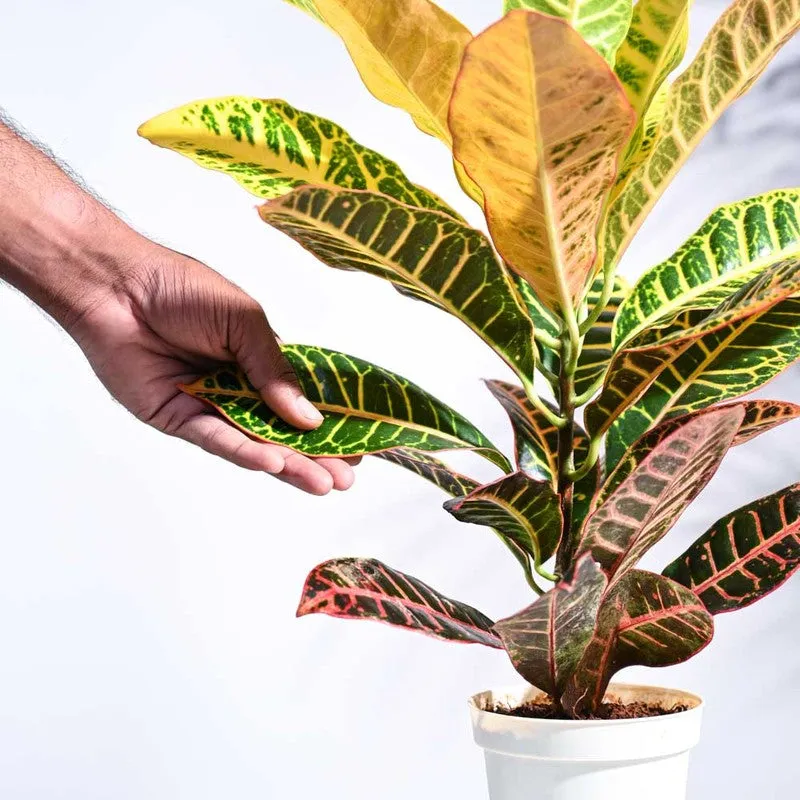 Ugaoo Croton Petra Plant media 4