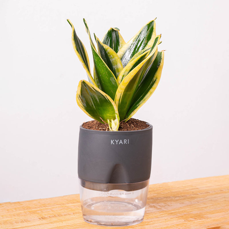 Kyari Golden Hahnii Snake Plant With Self Watering Pot (Grey) - 18 cm media 6