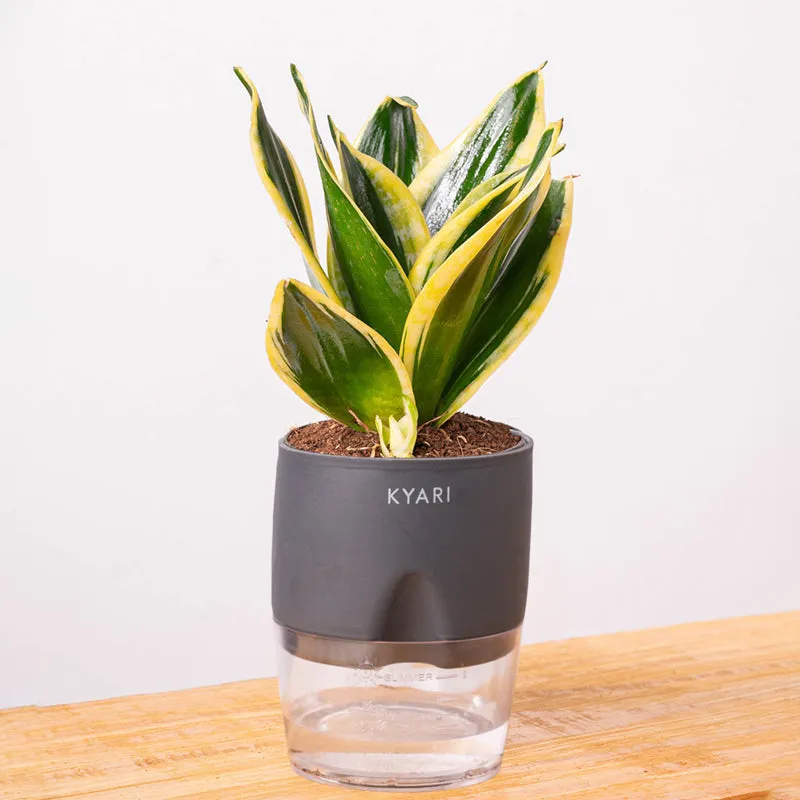 Kyari Golden Hahnii Snake Plant With Self Watering Pot (Grey) - 18 cm media 6