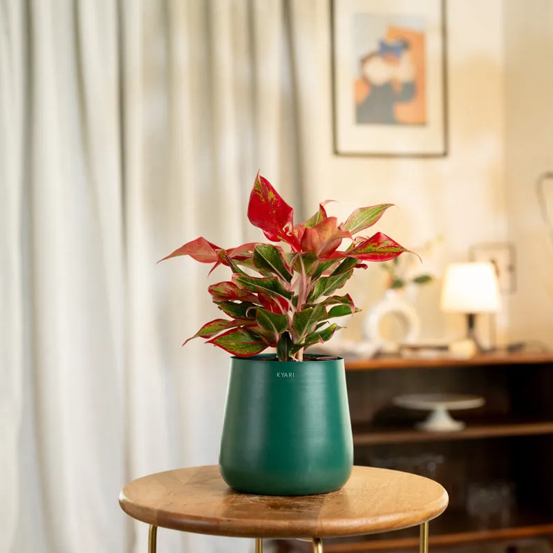 Kyari Aglaonema Lipstick Plant With Metal Self Watering Pot - Green media 1