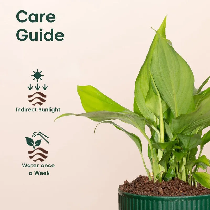 Kyari Peace Lily Plant with Self Watering Pot - Green media 5