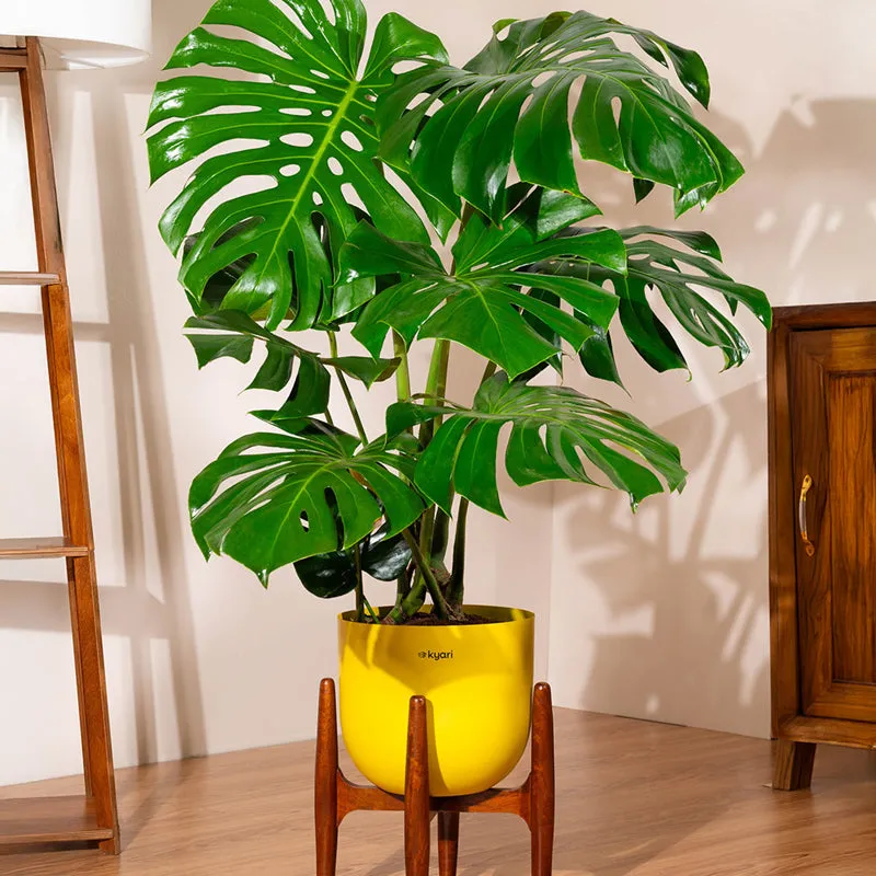 Kyari Monstera Deliciosa Plant With Metal Self Watering Pot(Yellow) - 3 Feet media 1
