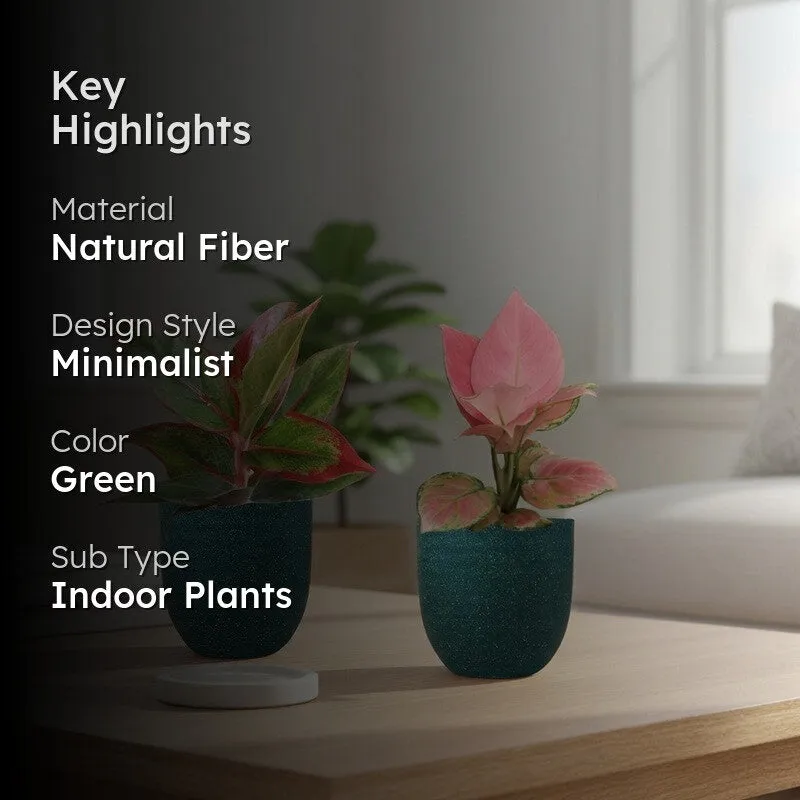 Greenkin Aglaonema Pink & Lipstick Live Plants (Green) - Set Of Two media 2
