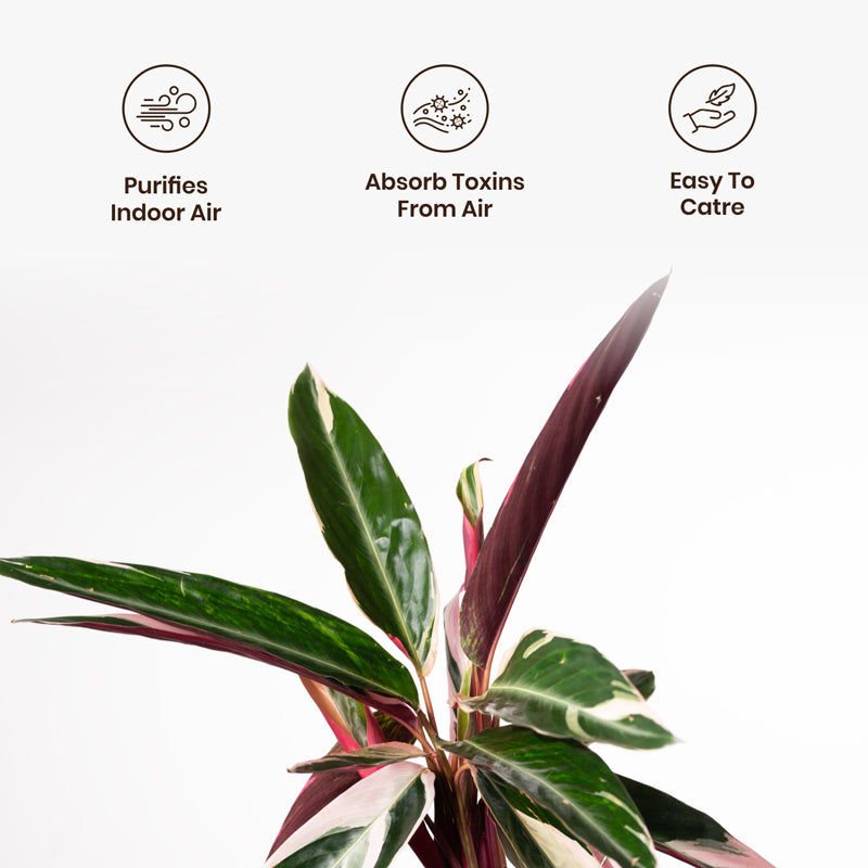 Kyari Calathea Triostar With Metal Self Watering Pot - Blue media 3