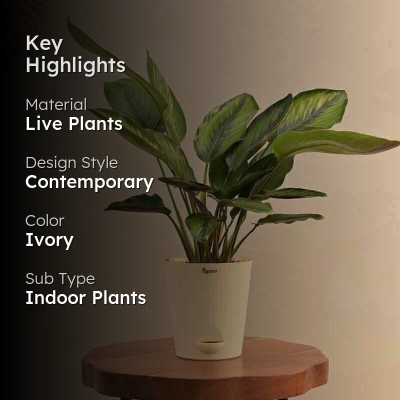 Ugaoo Calathea Pinstripe Plant media 2