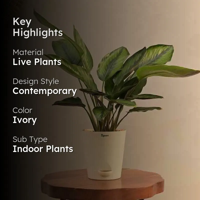 Ugaoo Calathea Pinstripe Plant media 2