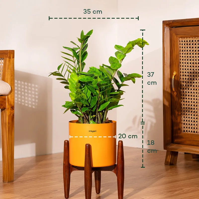 Kyari Green ZZ Plant With Metal Self Watering Pot (Orange) - 2 Feet media 5