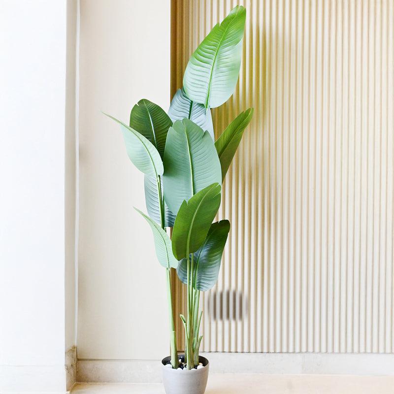 Tropibana Artificial Bird Of Paradise Plant With Black Plastic  Pot - 180 cm (6 ft) media 4