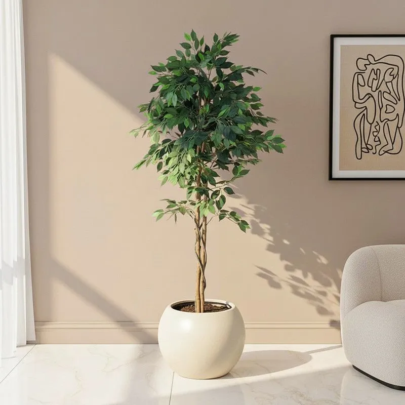 Jadelle Artificial Ficus With Black Plastic Pot - 6 Feet media 1