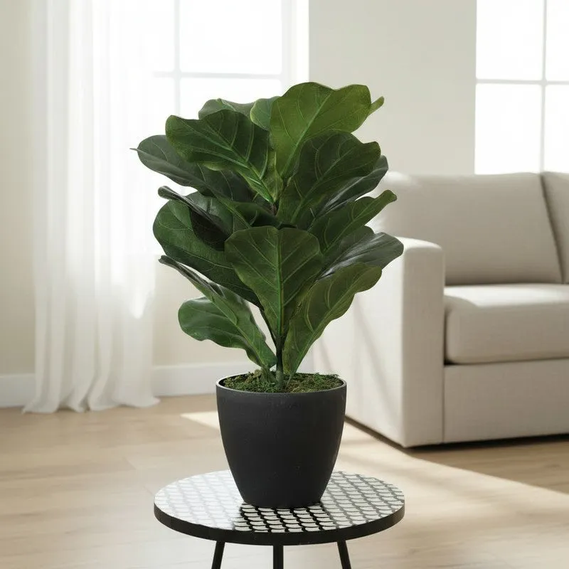 Leafique Artificial Fiddle Leaf Plant With Black Fiber Pot - 1.4 Feet media 3