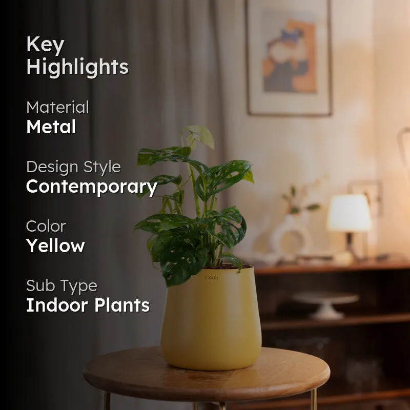 Kyari Monstera Adansonii With Metal Self Watering Pot - Yellow media 2