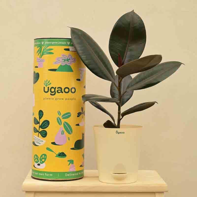 Ugaoo Rubber Plant - Medium media 7