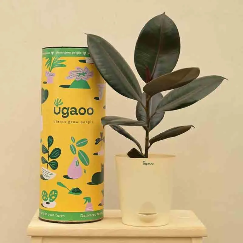Ugaoo Rubber Plant - Medium media 7