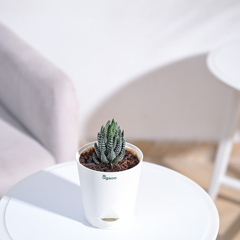 Ugaoo Haworthia Coarctata Plant media 6