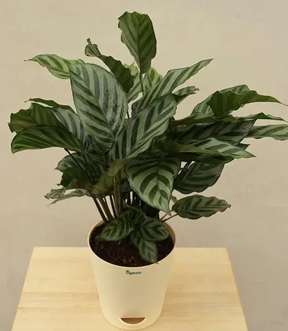 Live Plants