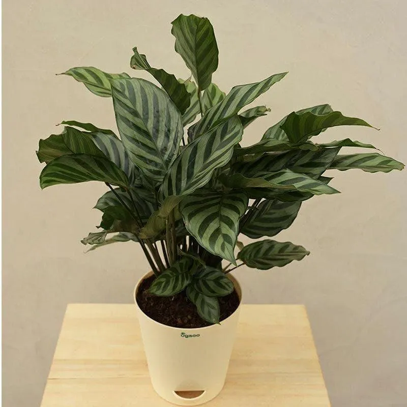 Ugaoo Calathea Freddie Natural Live Indoor Plant - Medium media 1