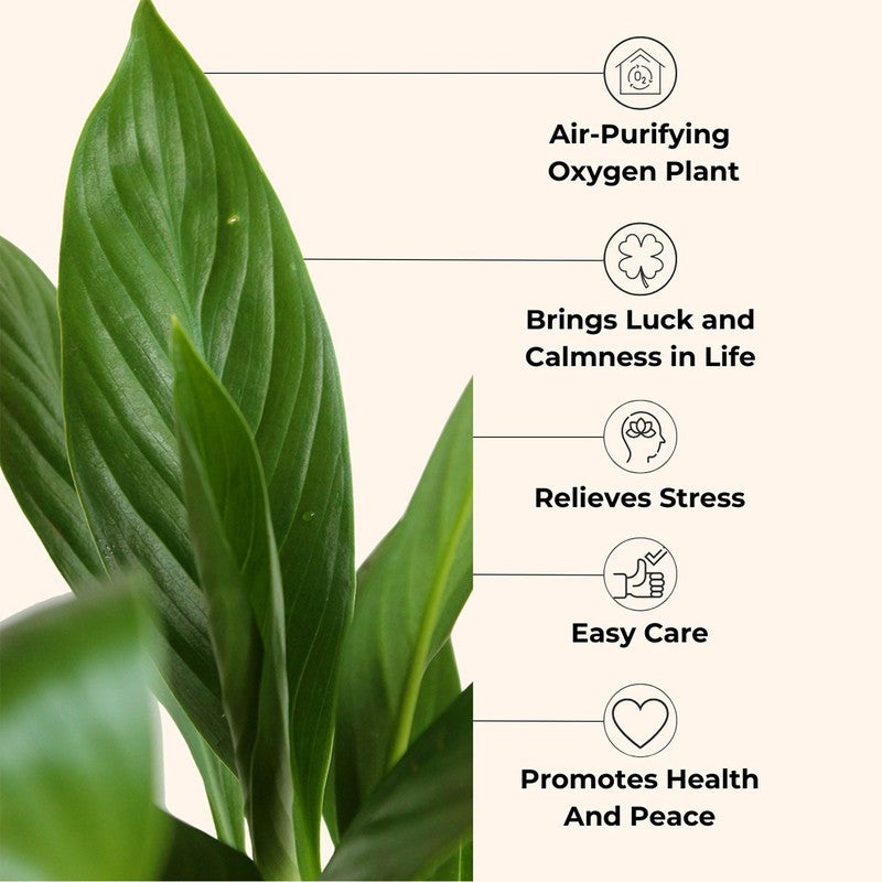 Greenkin Easy Care Air Purifying Live Plants - Set Of Four media 6