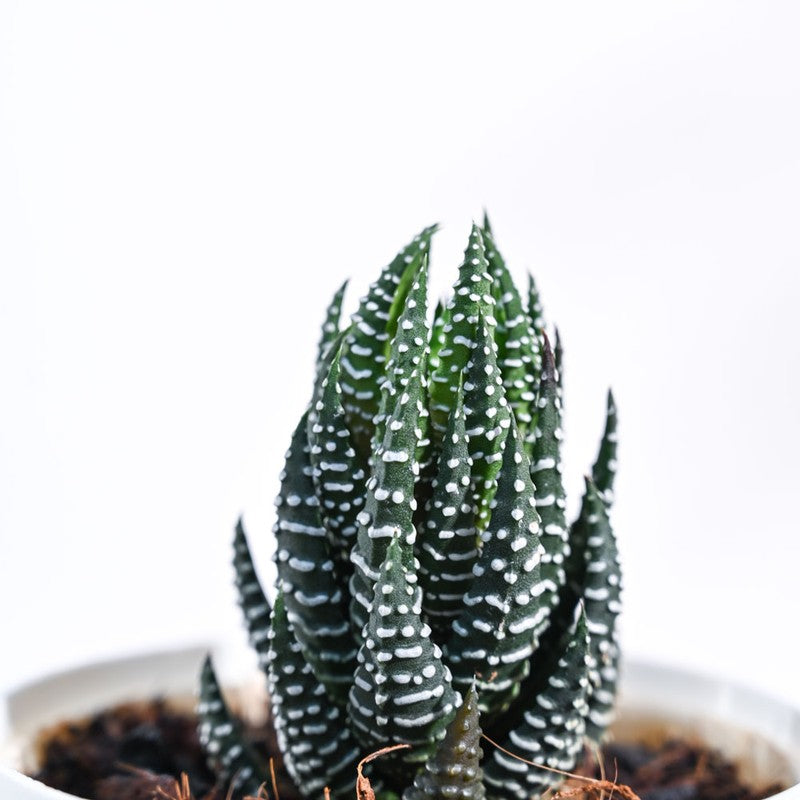 Ugaoo Haworthia Coarctata Plant media 3