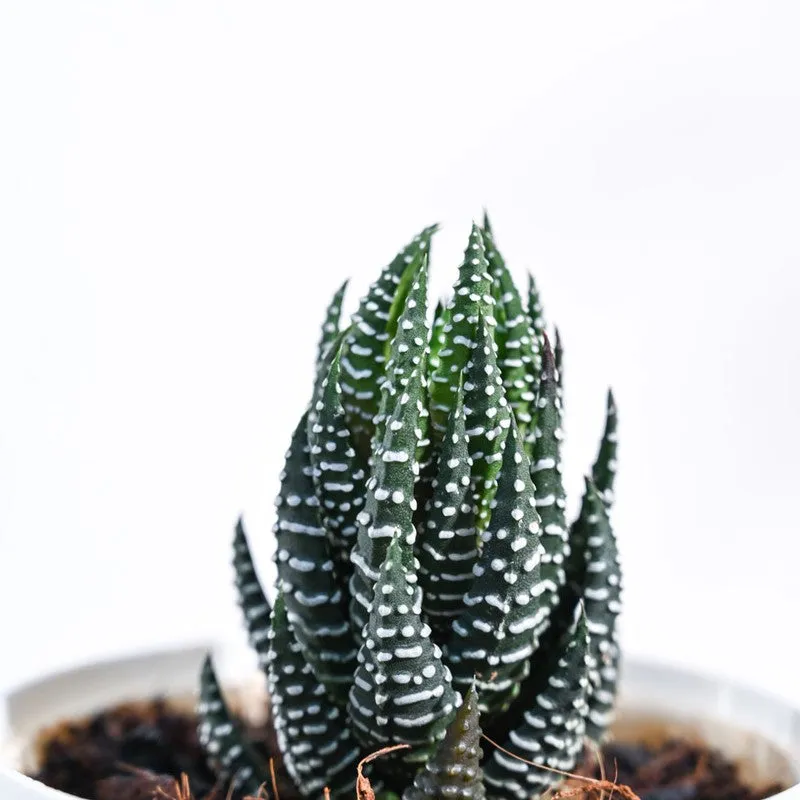 Ugaoo Haworthia Coarctata Plant media 3