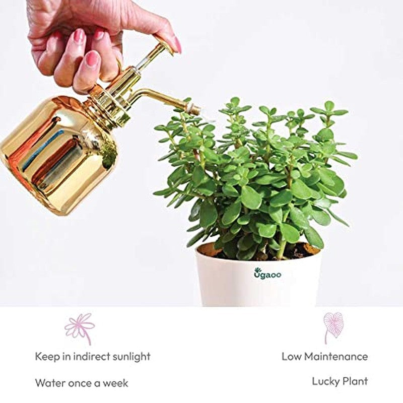 Ugaoo Jade Mini Plant-Small media 8